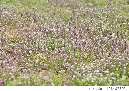 春の休耕地に咲き乱れるホトケノザ等の雑草花 春の休耕地に咲き乱れるホトケノザ等の雑草花 138487802