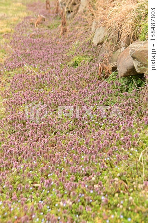 畑の隅を赤紫色の絨毯にしたホトケノザの花 畑の隅を赤紫色の絨毯にしたホトケノザの花 138487803