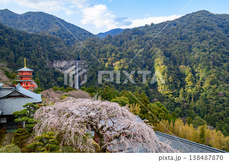 桜満開の熊野那智大社から観る　三重塔と那智の滝　和歌山県 138487870