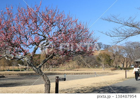 埼玉県行田市古代蓮の里梅林の風景 埼玉県行田市古代蓮の里梅林の風景 138487954