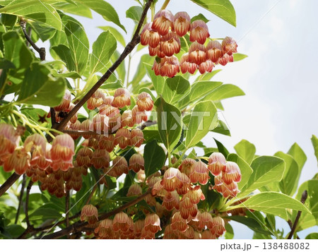 ドウダンツツジの花 138488082