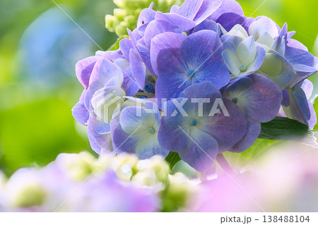 青い紫陽花 青い紫陽花 138488104