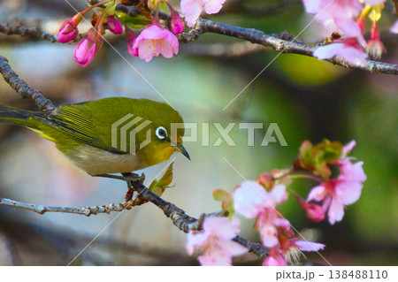 桜の蜜を吸うメジロ 桜の蜜を吸うメジロ 138488110