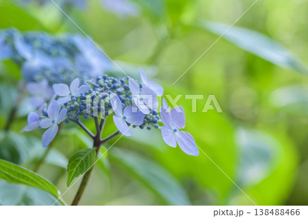 ガクアジサイ 138488466