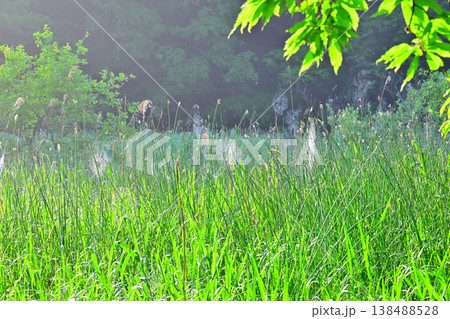 湿地帯の新緑風景　北本自然公園　埼玉県北本市 138488528