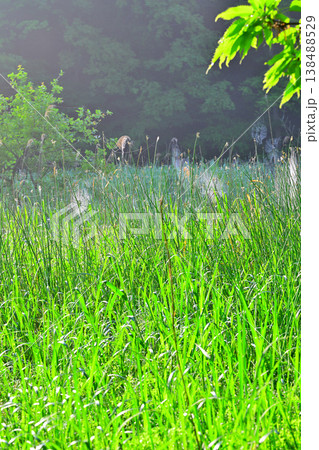 湿地帯の新緑風景　北本自然公園　埼玉県北本市 138488529
