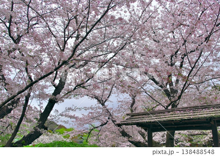 花曇りの鶴岡八幡宮　ぼたん庭園満開の桜 138488548