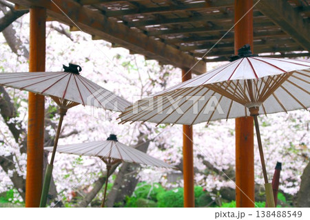 鎌倉鶴岡八幡宮　桜咲くぼたん庭園の白い和傘 138488549
