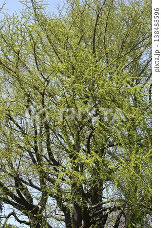 新芽の展開するイチョウの大木 新芽の展開するイチョウの大木 138488596