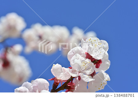梅の花 梅の花 138488701