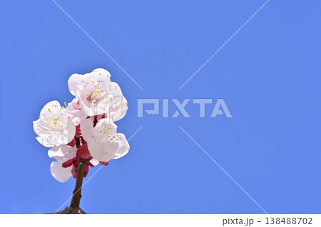 梅の花 梅の花 138488702