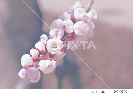 梅の花 梅の花 138488703