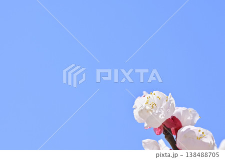 梅の花 梅の花 138488705