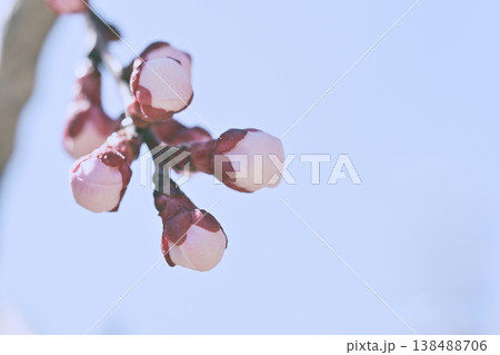 梅の花 138488706