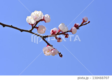 梅の花 138488707