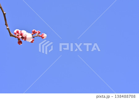 梅の花 138488708