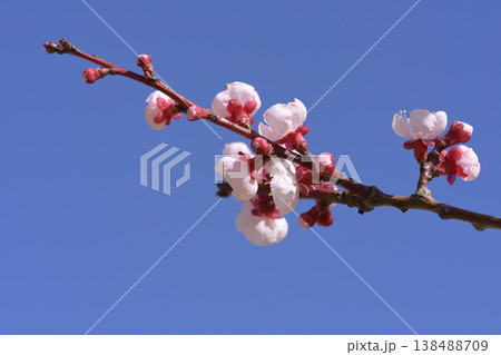 梅の花 138488709