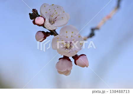 梅の花 梅の花 138488713