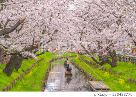 川越氷川神社裏・新河岸川の桜並木と和装前撮りの舟遊び【埼玉県川越市】 138488776