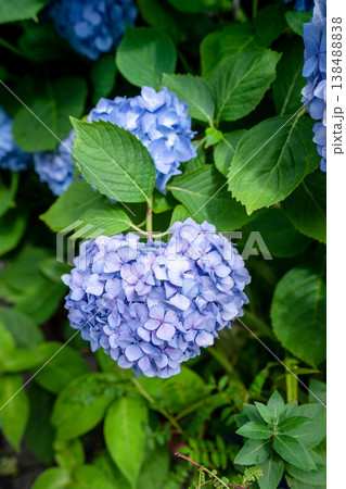 青い紫陽花 青い紫陽花 138488838