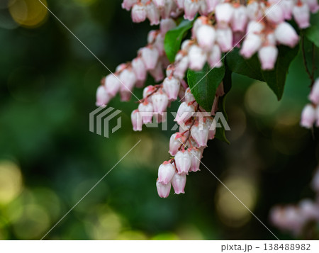 ピンク色のアセビの小花　新緑と玉ボケを背景にした春の花のクローズアップ 138488982
