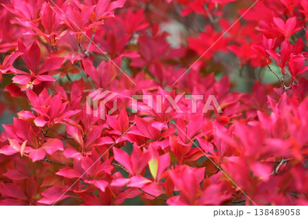 ドウダンツツジの紅葉 ドウダンツツジの紅葉 138489058