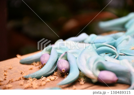 ヒスイカズラの花びら ヒスイカズラの花びら 138489315