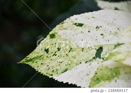 雨に濡れた葉 雨に濡れた葉 138489317