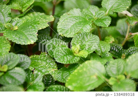 雨に濡れた葉 138489318