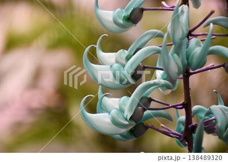 キャンドルみたいなヒスイカズラ 138489320