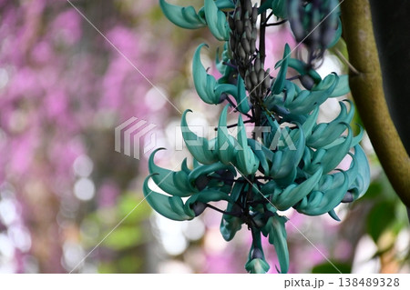 静かに咲くヒスイカズラ 138489328