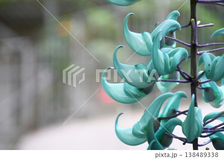 ひっそりと咲くヒスイカズラ 138489338