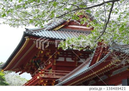 春の鎌倉鶴岡八幡宮 朱塗りの本宮と白い桜 春の鎌倉鶴岡八幡宮 朱塗りの本宮と白い桜 138489421