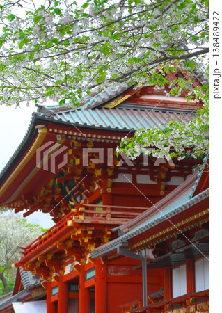 春の鎌倉鶴岡八幡宮　朱塗りの本宮と白い桜 138489422