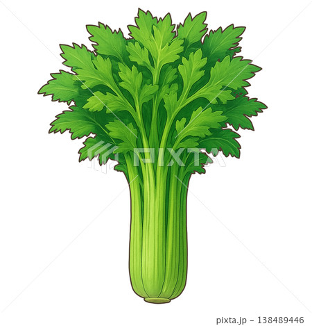 セロリ 138489446