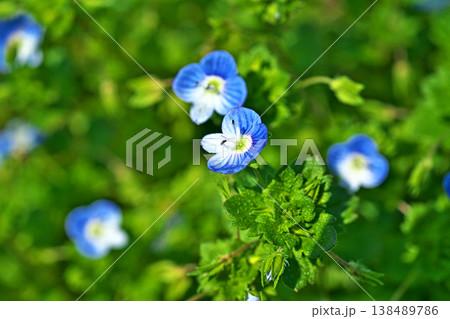 青と白のイヌノフグリの花（春、三月） 138489786
