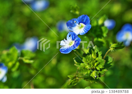青と白のイヌノフグリの花(春、三月) 青と白のイヌノフグリの花(春、三月) 138489788