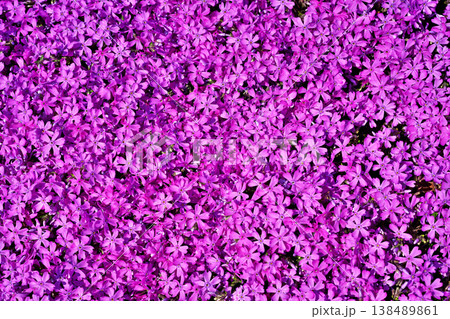 赤いシバザクラの花(春、三月) 赤いシバザクラの花(春、三月) 138489861