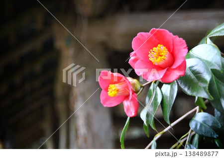 赤い椿の花の風景 赤い椿の花の風景 138489877