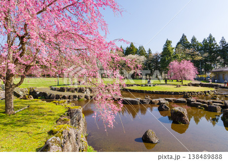 満開の枝垂れ桜と池のある風景(岐阜県本巣市・淡墨公園) 満開の枝垂れ桜と池のある風景(岐阜県本巣市・淡墨公園) 138489888