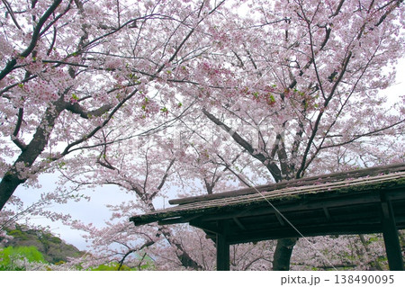 花曇りの鎌倉 鶴岡八幡宮ぼたん庭園の桜 花曇りの鎌倉 鶴岡八幡宮ぼたん庭園の桜 138490095