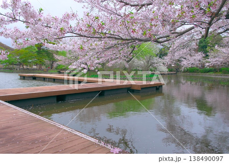 鎌倉 鶴岡八幡宮源氏池の桜 鎌倉 鶴岡八幡宮源氏池の桜 138490097