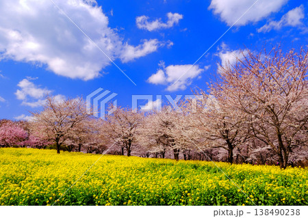 青空に映える満開の桜と菜の花畑 138490238