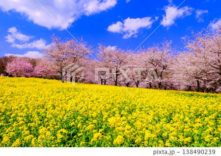 青空に映える満開の桜と菜の花 138490239