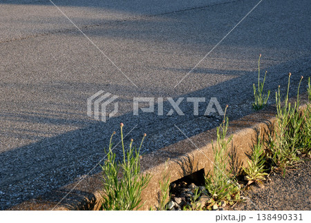 路傍の草々に西日があたる 路傍の草々に西日があたる 138490331