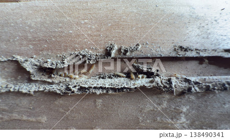 木造住宅の柱からシロアリの巣 138490341