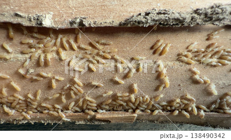 木造住宅の柱からシロアリの巣 138490342