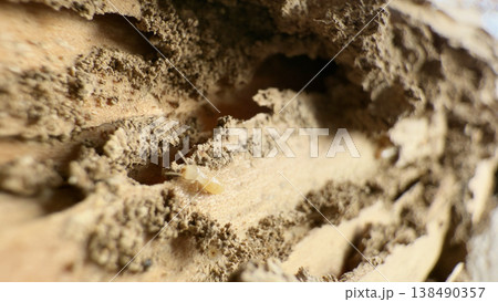 木造住宅の柱からシロアリの巣 138490357