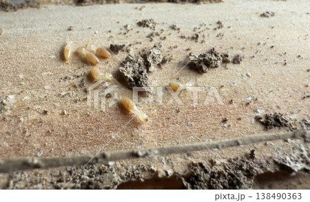 木造住宅の柱からシロアリの巣 138490363