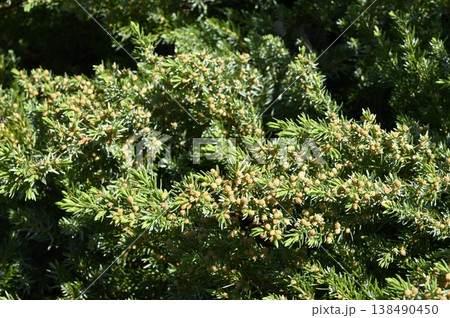 オキナワハイネズの花 オキナワハイネズの花 138490450
